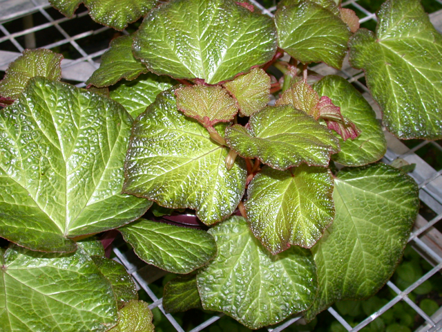 B. ‘Orococo’